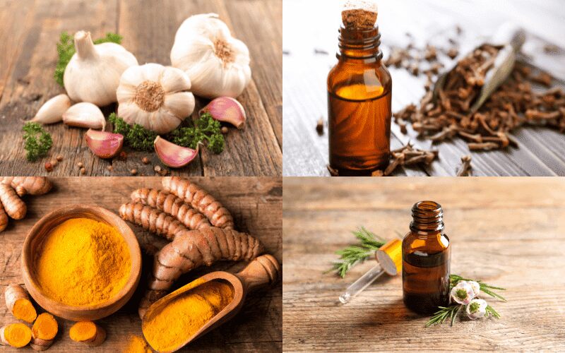 What Is the Strongest Natural Antibiotic for Tooth Infection