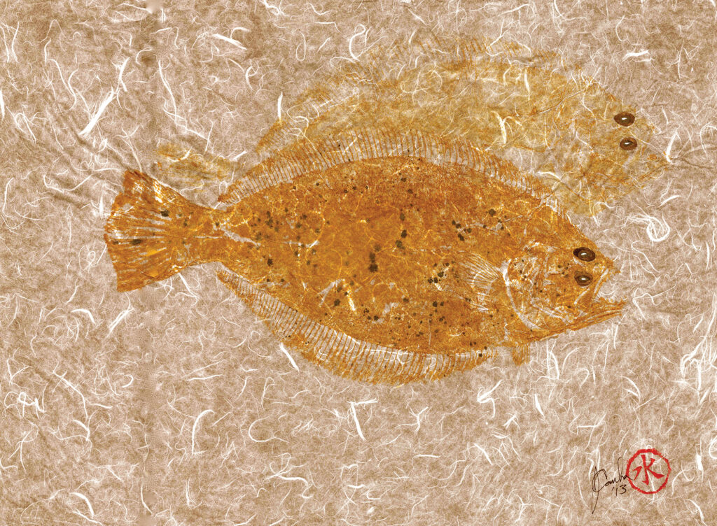 fluke fish