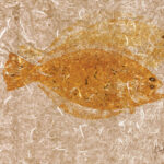 fluke fish