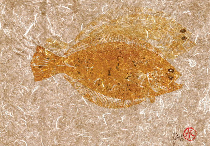 fluke fish